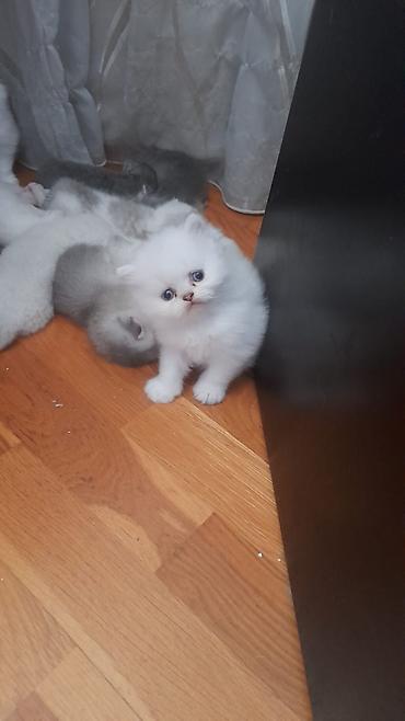 Pişiklər: Fars — 9