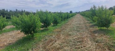 Torpaq sahələrinin satışı: 400 sot, Kənd təsərrüfatı, Mülkiyyətçi, Kupça (Çıxarış) — 14