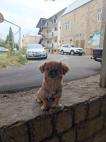 kangal itləri: Pekines, 1 il, Erkək, Ünvandan götürmə — 8