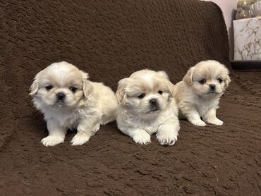 İtlər: Pekines, 2 ay, Ünvandan götürmə