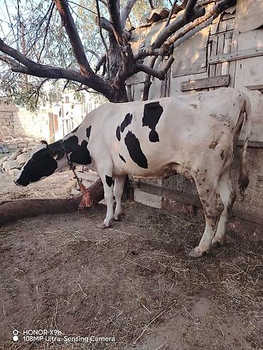 simmental inək cinsi: Salam heyvan 7 ay əvvəl 2 ci qarın balanı doğum. Təzə doğanda 37 litr — 4