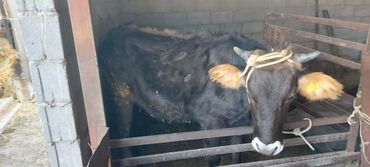 продаю музоо торпок корова самка бык самец айрширская ангус алатауская на забой для разведения на откорм племенные нетель привязанные: Продаю | Тёлка | Алатауская | На откорм | Привязанные