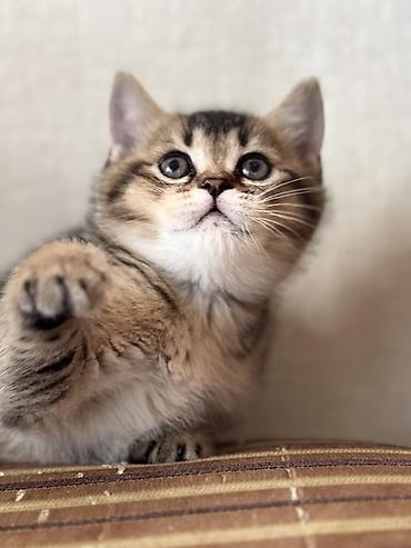 Pişiklər: British tipli pişik balaları - Cins: British Shorthair (şəkillərdə — 9