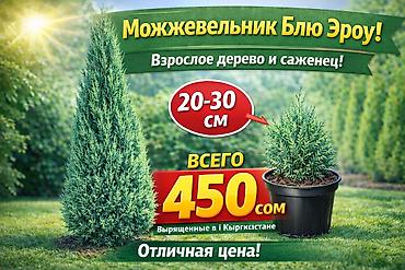 саженцы елки: Туи местные выращенные в Кыргызстане 100% приживаемость!!! Саженцы — 7