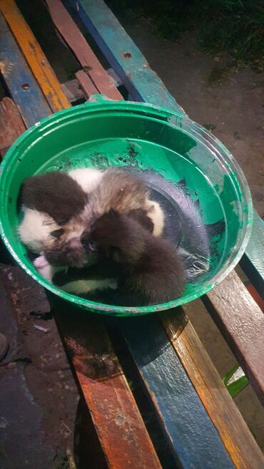 сиамская кошка цена бишкек: Кошка даром: Беспородная, Девочка
