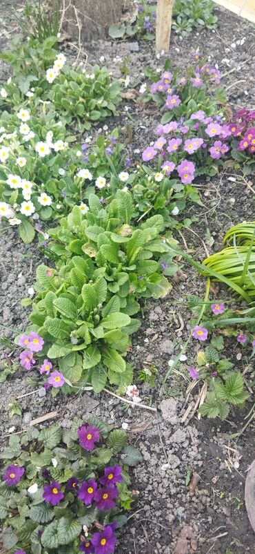 Садовые цветы и кустарники: Саженцы цветка — 14