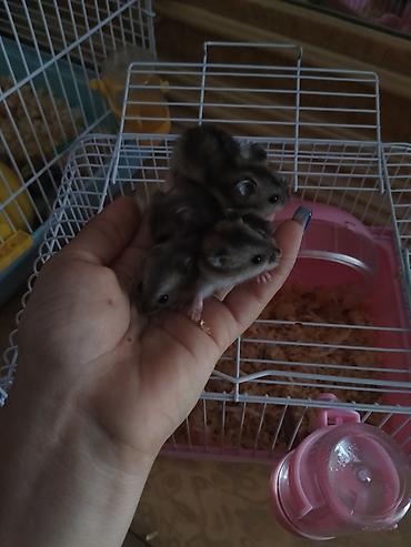 hamster near me: Cırtdan xomyaklar – ev heyvanı Qəfəslə birlikdə hamısı 50 AZN ayrı — 4