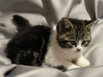 кошачий корм оптом: Скотиш Страйт (Шотландиялык тик кулактуу), 2 айлык, Эркек, Лотокко барууга үйрөтүлгөн, Курттардан тазаланган, Документтери менен