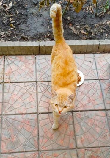 рыжий кот: Для любителей апельсинов! Красивый рыжий кот ищет хозяина. ✅Кому