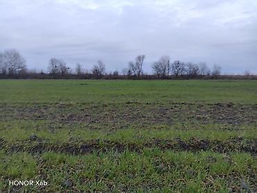 Torpaq sahələrinin satışı: 200 sot, Kənd təsərrüfatı, Texniki pasport — 13