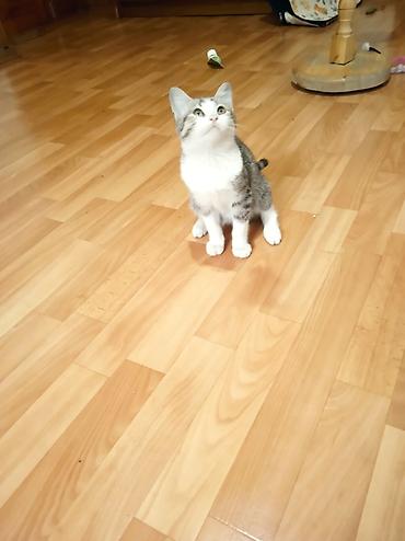 Отдам даром кошку: Кошка даром: Беспородная, Мальчик, Приучена к лотку — 2