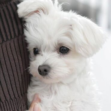 bakida it barinagi: Пудель, 2 месяца, Самец, С прививками, Самовывоз, Платная доставка, Доставка в районы