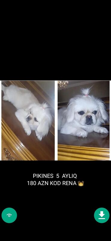 İtlər: 3 ay, Dişi, Peyvəndli — 2