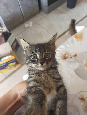 коты сфинкс: Два очаровательных котёнка - Возраст: примерно 1,5–2 месяца - Окрас — 5