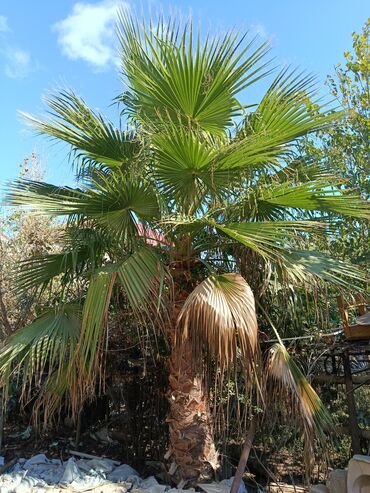 xari bulbul ciceyi: Palma Vaşinqton du satılır