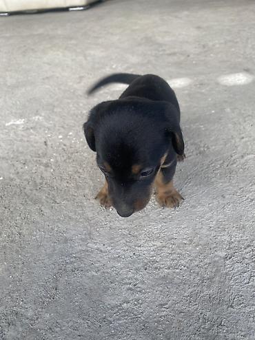 парода швиц: 🐶 Щенки чистопродной таксы — 4 щенка ватсап Продаются 4 — 4
