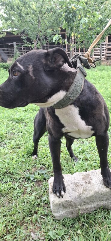 sort it: Pitbul, 2 il, Erkek, Peyvəndli, Ünvandan götürmə