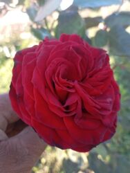 Çöl bitkiləri: Saqı Gülçülük – Tərtərin ən gözəl gülləri Bir gül təkcə ətriylə deyil — 28