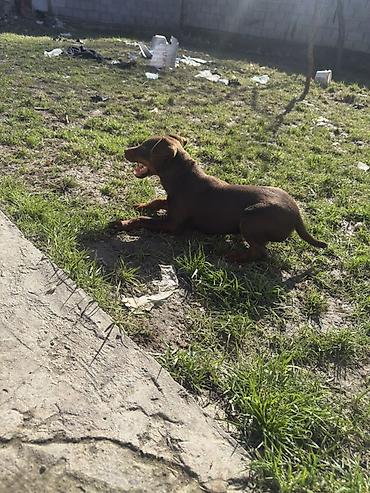 Продажа собак: Доберман, 4 месяца, Самец — 3