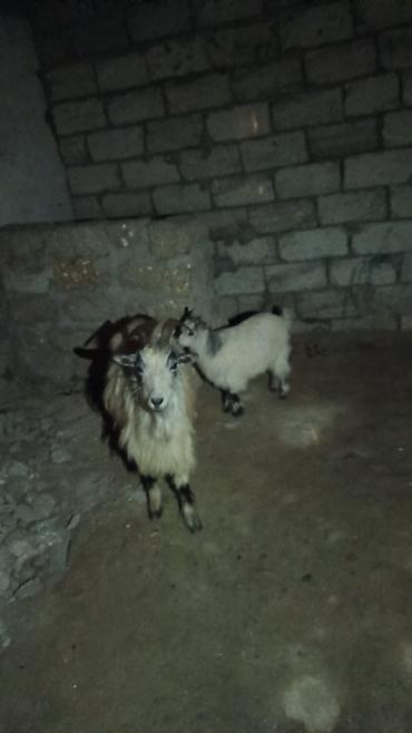 keci heyvan: Heyvan 1nci qarına dişi bala ilə ana bala satılır balası 1ay — 2