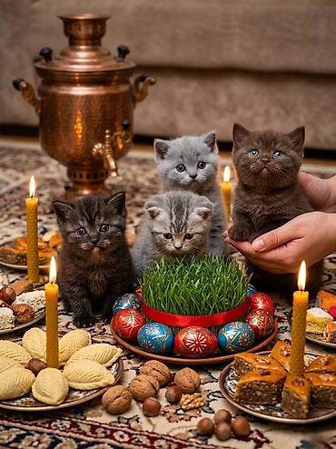 Pişiklər: Şotland, Erkək, Dişi, Ünvandan götürmə — 1