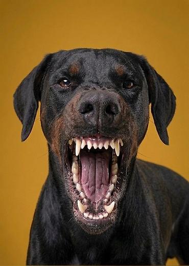 afçarka itləri: Doberman, 1 il, Erkək, Cütləşmə üçün — 1