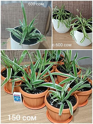 хлорофитум: Хлорофитум (Chlorophytum comosum) в горшках. - Разновидность — 1