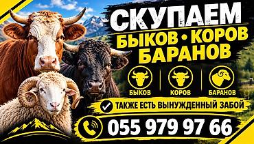 Колбасный цех : Коровы, быки, | На забой, на мясо