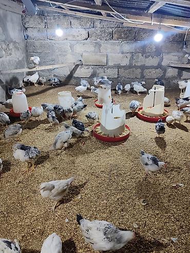 kirpi satisi: Təcili Satılır Serebris F6 colpaları 125 ədəd Colpa irili xırdalı 2 ay — 2