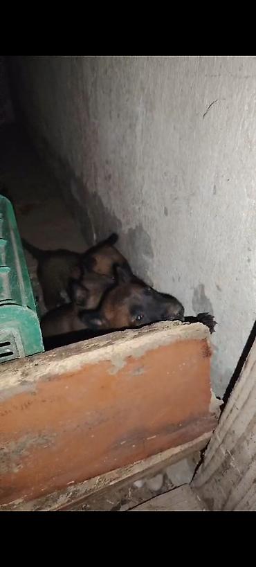 sibir xaskisi iti: Belçika çoban iti, 1 ay, Erkək, Peyvəndli, Ünvandan götürmə, Pulsuz çatdırılma, Ödənişli çatdırılma — 3