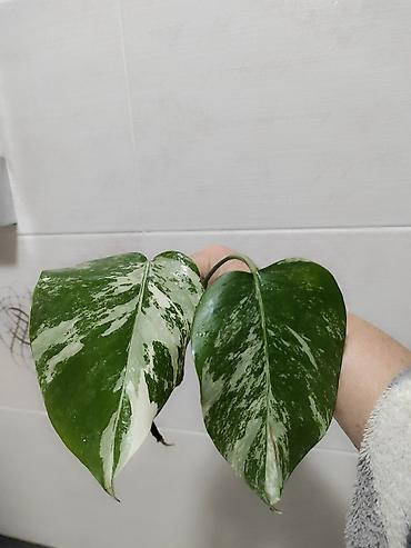 Монстеры: Монстера Альба Монстера Тайское Созвездие, черенки и взрослые цены — 18