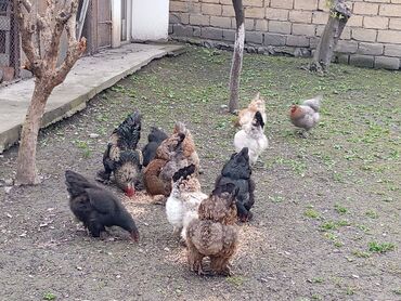 mebel qiymetleri: Brama sortu toyuq ve xoruz satıram .13 fərə 1 xoruz .sağlam