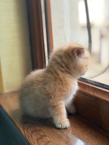 Pişiklər: Britan — 6