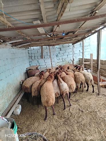 Qoyunlar, qoçlar: 27 baş qoyun satılır. - Say: 27 baş - Növ: yerli qarışıq ətlik/südlük — 5