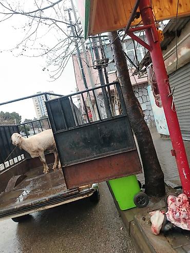 VAZ (LADA): Qiymet 5000 deyilir razılaşmaq olar — 8