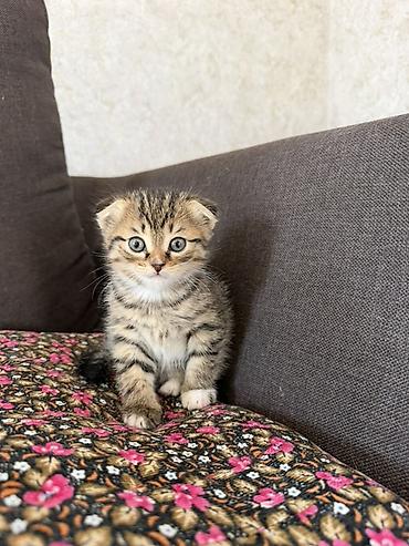 Продажа кошек: Шотландский вислоухий котёнок (Scottish Fold) - Окрас: коричневый — 1