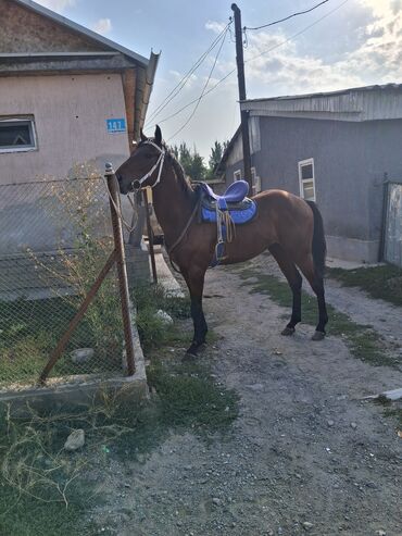 дог собака: Продаю | Конь (самец)