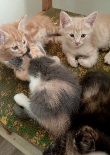 прозрачный ящик: Котята домашние, разной окраски: - кремовые и рыжие тигровые -