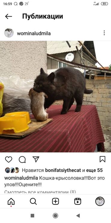 отдам даром породистых котят: И снова здравствуйте!!!!На заставке моя кошка Кроша,отличная