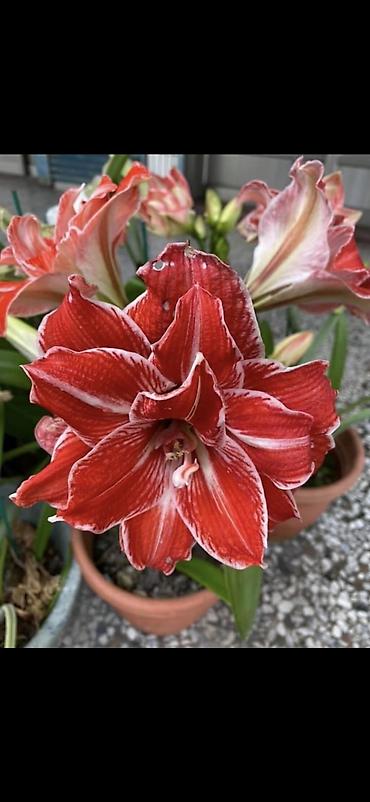 Digər bitkilər: Hippeastrum (Amarillis) soğanlı dekorativ çiçəklər – bir neçə rəng və — 2