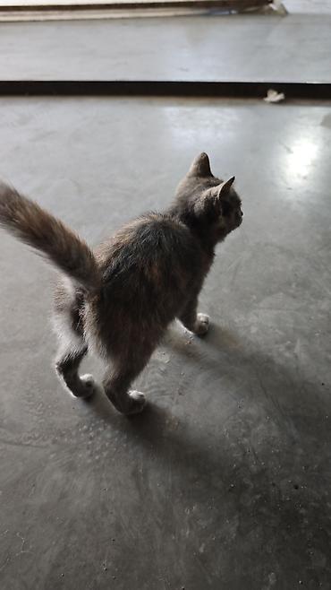 отдам даром котенка бишкек: Кошка даром: Беспородная, 1 месяц, Девочка — 4