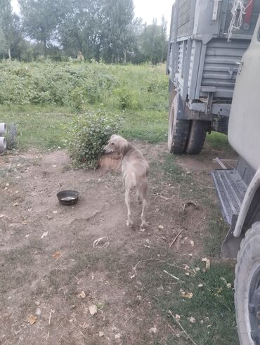 отдам охотничью собаку в хорошие руки: Тайган, 1 год, Самка, С прививкой