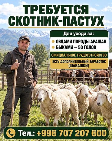 требуется швеи аламедин 1: Требуется Скотник, Оплата: Дважды в месяц, Официальное трудоустройство — 1