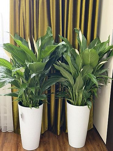 пиона цена: 🪴 Спатифиллум (Peace Lily) сатылат! 🌿 Бою: 120 см 🤍 Ак, кооз горшок — 1