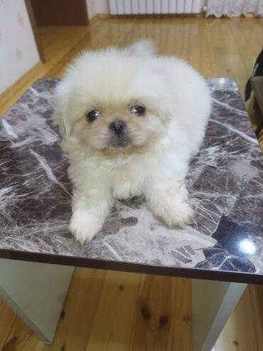 cubus it: Pekines, 2 ay, Erkek, Ünvandan götürmə