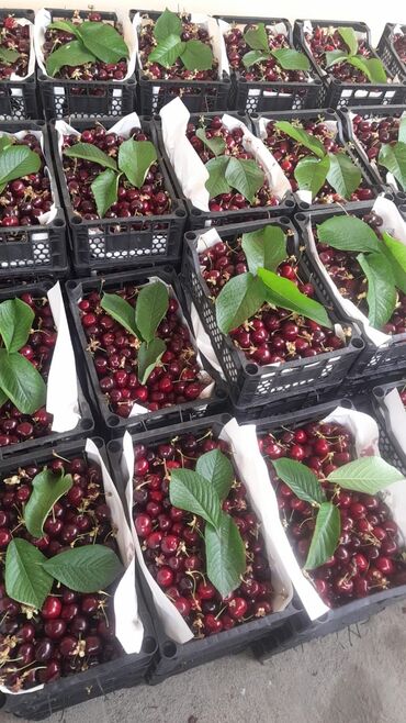 Meyvə və giləmeyvə: Her növ meyvə ağaclarının satışı — 7