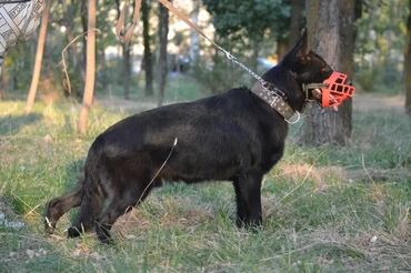 собака охотничая: Шикарный Кобель на вязку,чистокровный немец,отличный производитель,на