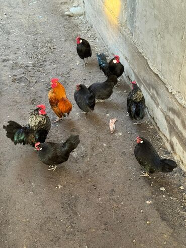 Куры, петухи: Продаю | Куры, Петух — 7