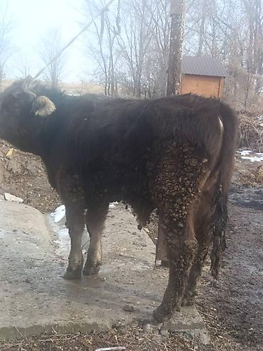 Коровы, быки: Продаю | Бык (самец) | На откорм | Привязанные — 9