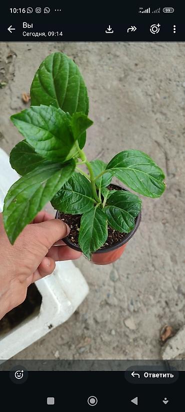 fire maple: Саженцы — 2